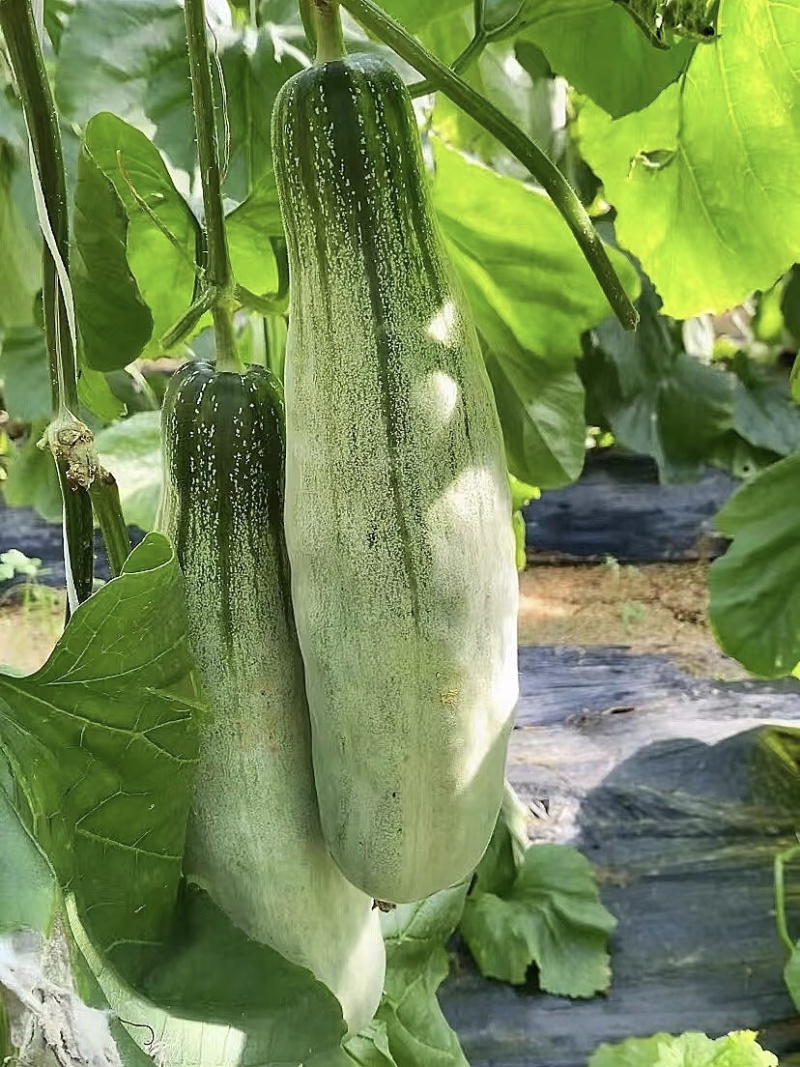 精选羊角蜜山东博洋甜瓜极脆极甜一手货源量大从优