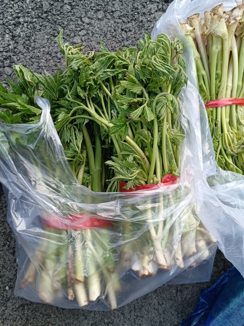 升麻苗，窟窿芽苗，升麻菜，窟窿芽菜