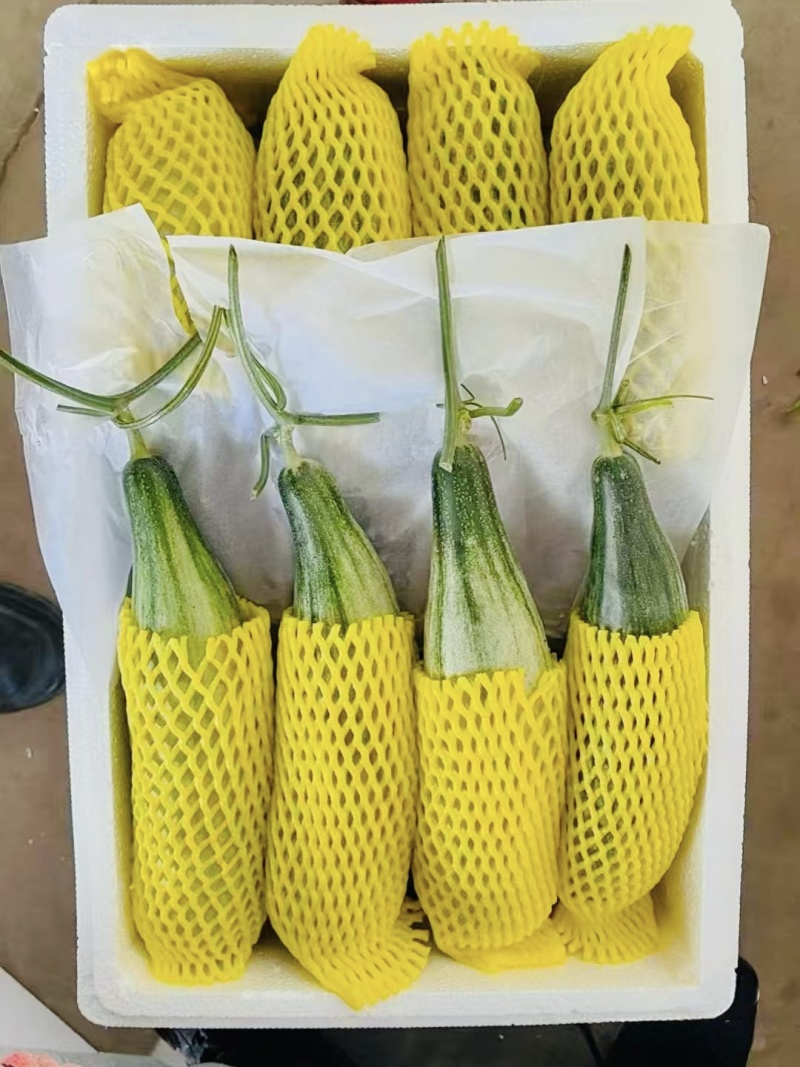 精选羊角蜜山东博洋甜瓜极脆极甜一手货源量大从优