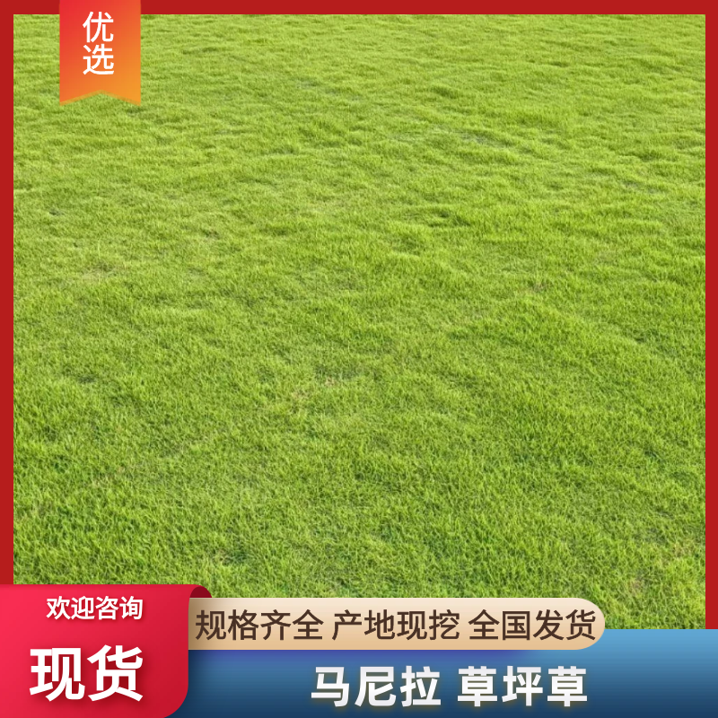 马尼拉草皮产地直发质量优良提供技术指导欢迎咨询