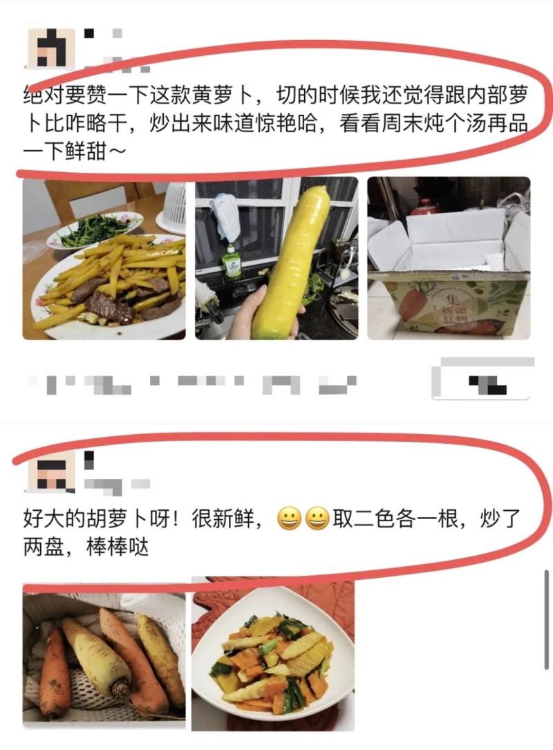 【新疆红萝卜】原产地供货全国接单承接电商社区团购