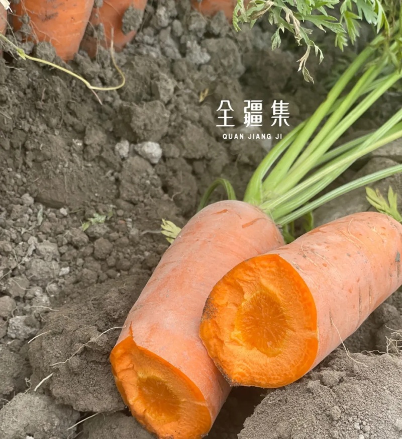 【新疆红萝卜】原产地供货全国接单承接电商社区团购