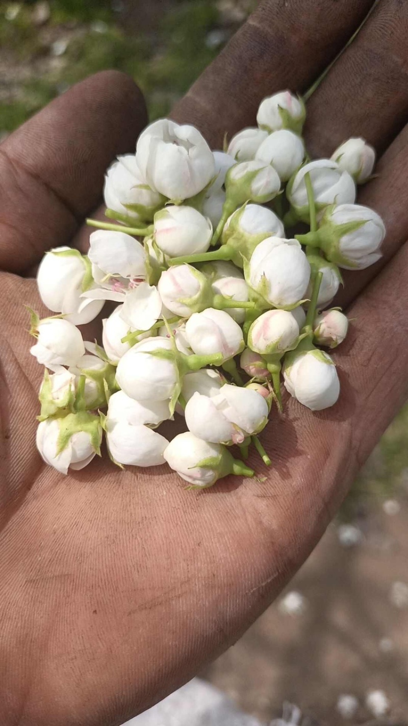 梨花粉黄梨花粉酥梨花粉品质好价格实惠