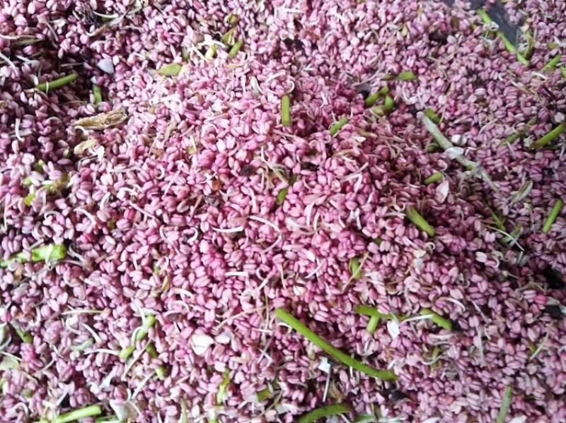 梨花粉黄梨花粉酥梨花粉品质好价格实惠