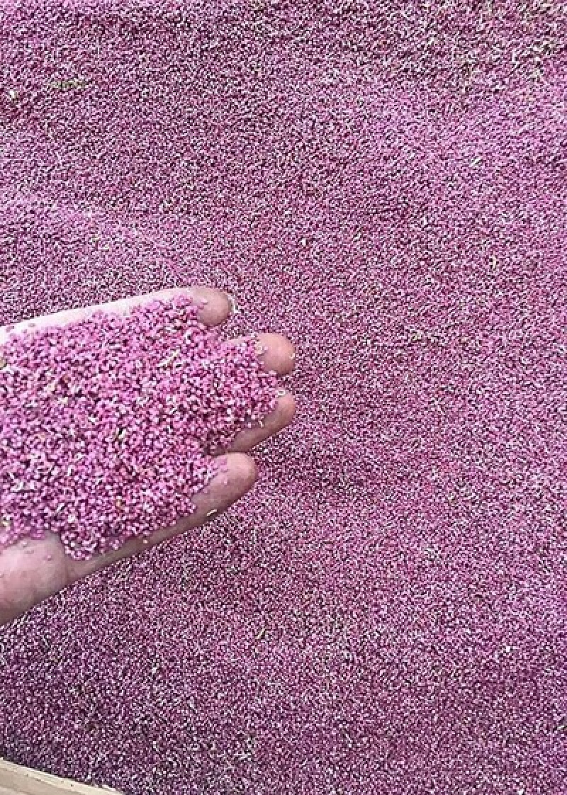 梨花粉黄梨花粉酥梨花粉品质好价格实惠