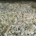 梨花粉黄梨花粉酥梨花粉品质好价格实惠