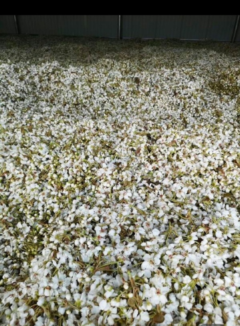 梨花粉黄梨花粉酥梨花粉品质好价格实惠