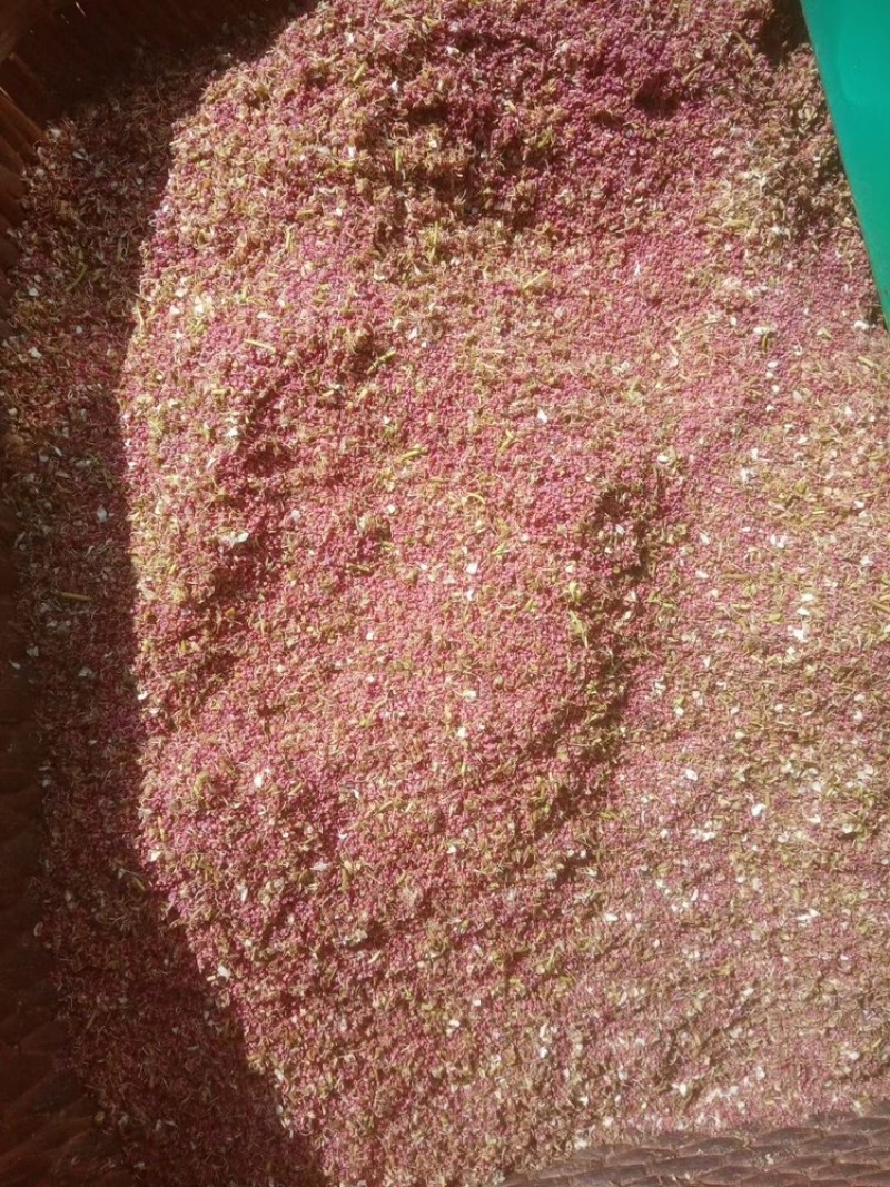 梨花粉黄梨花粉酥梨花粉品质好价格实惠