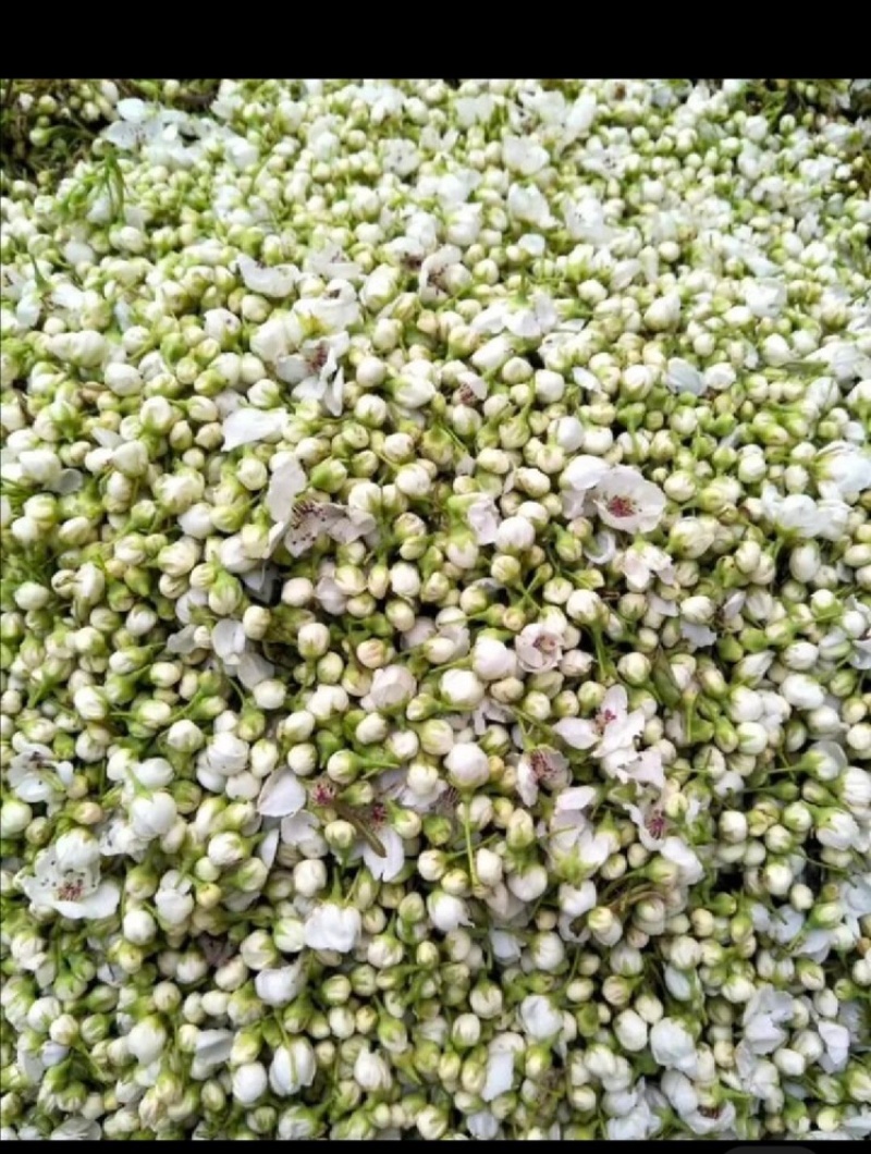 梨花粉黄梨花粉酥梨花粉品质好价格实惠
