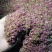 梨花粉黄梨花粉酥梨花粉品质好价格实惠