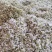 梨花粉黄梨花粉酥梨花粉品质好价格实惠