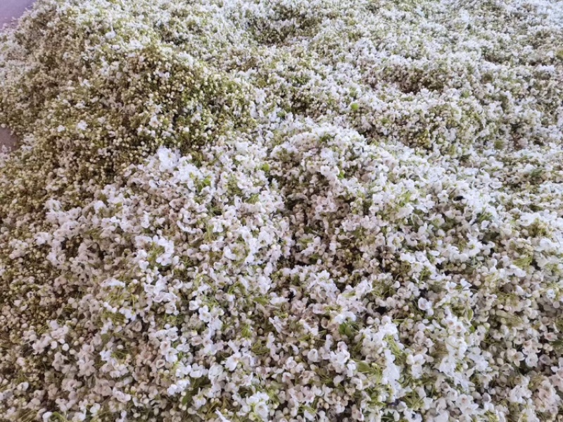 梨花粉黄梨花粉酥梨花粉品质好价格实惠