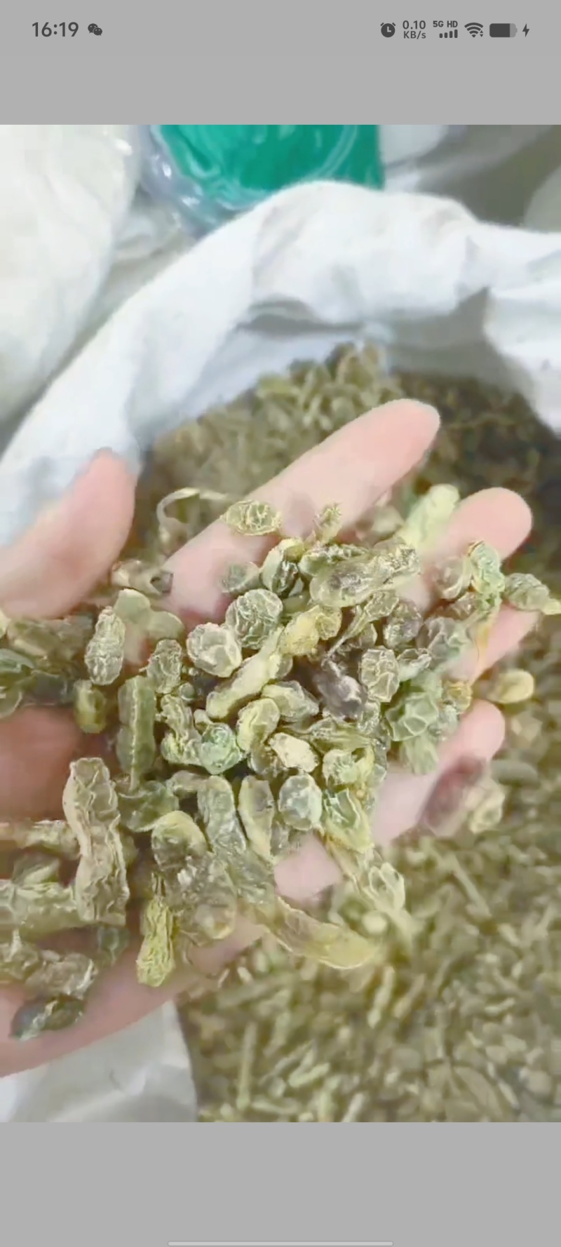 【槐角】实物拍摄新货颜色好看