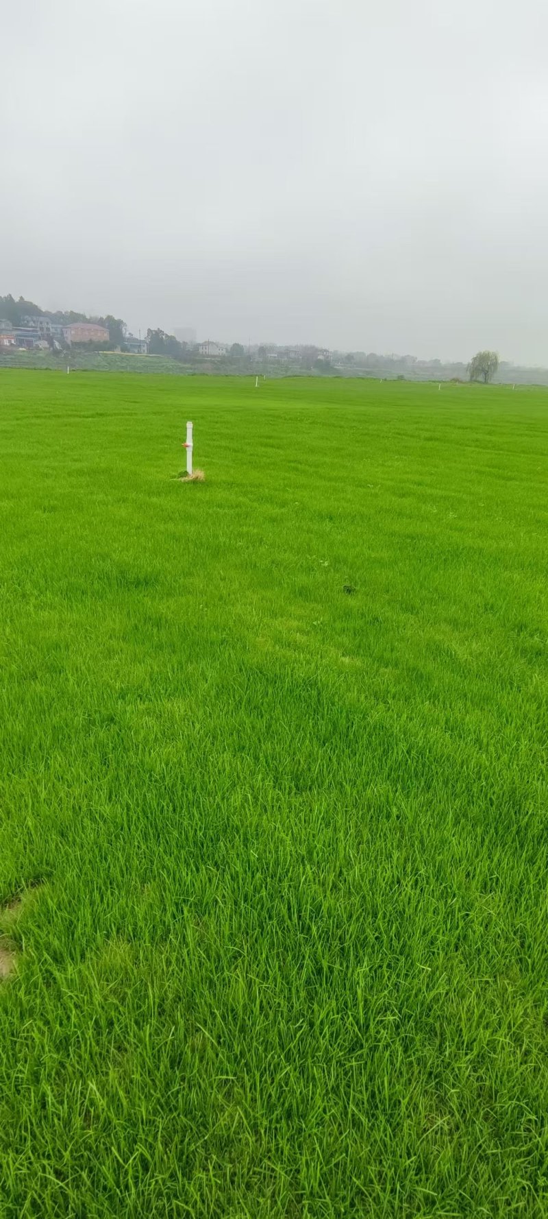 马尼拉草卷产地直发，质量优良，提供技术指导