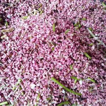 梨花粉黄梨花粉酥梨花粉品质好价格实惠