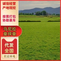 马尼拉草卷产地直发，质量优良，提供技术指导