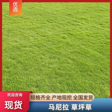 马尼拉台湾草，兰引三号，产地直发，质量优良，提供技术指导