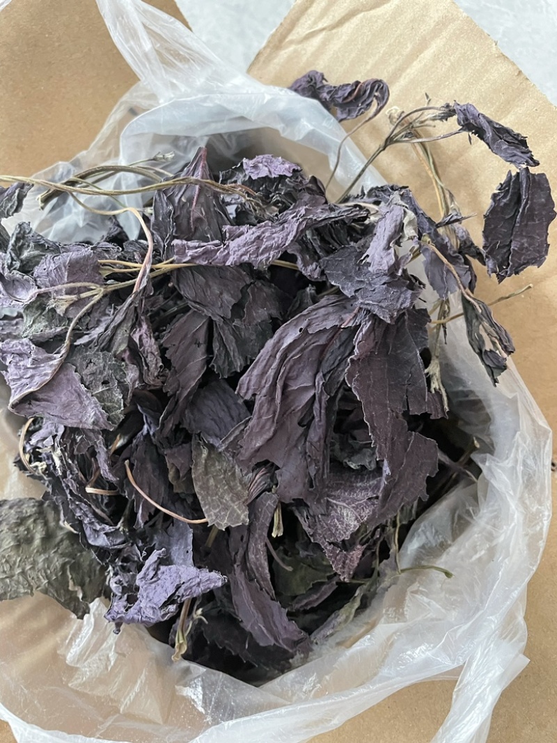 紫苏种子纯新紫苏籽单双面全紫苏发芽率95以上好管理