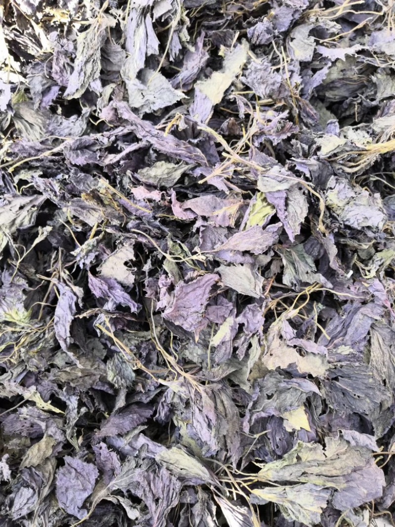紫苏种子纯新紫苏籽单双面全紫苏发芽率95以上好管理