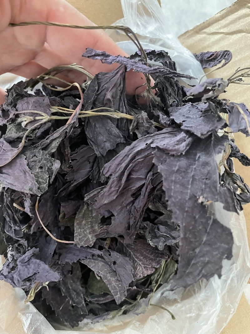 紫苏种子纯新紫苏籽单双面全紫苏发芽率95以上好管理