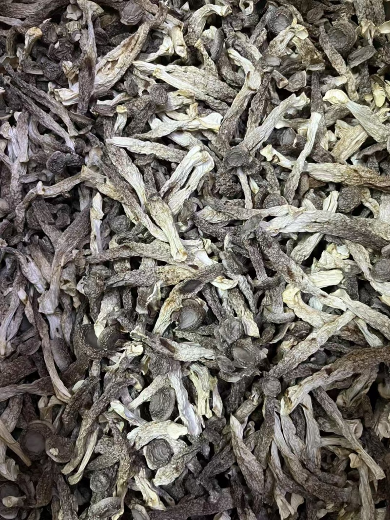 鹿茸菇大量现货厂家直销规格齐全全国发货欢迎合作