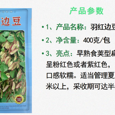 红羽边豆早熟食荚型扁豆呈紫红色肉厚纤维少口感软糯采收期长