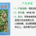 红羽边豆早熟食荚型扁豆呈紫红色肉厚纤维少口感软糯采收期长