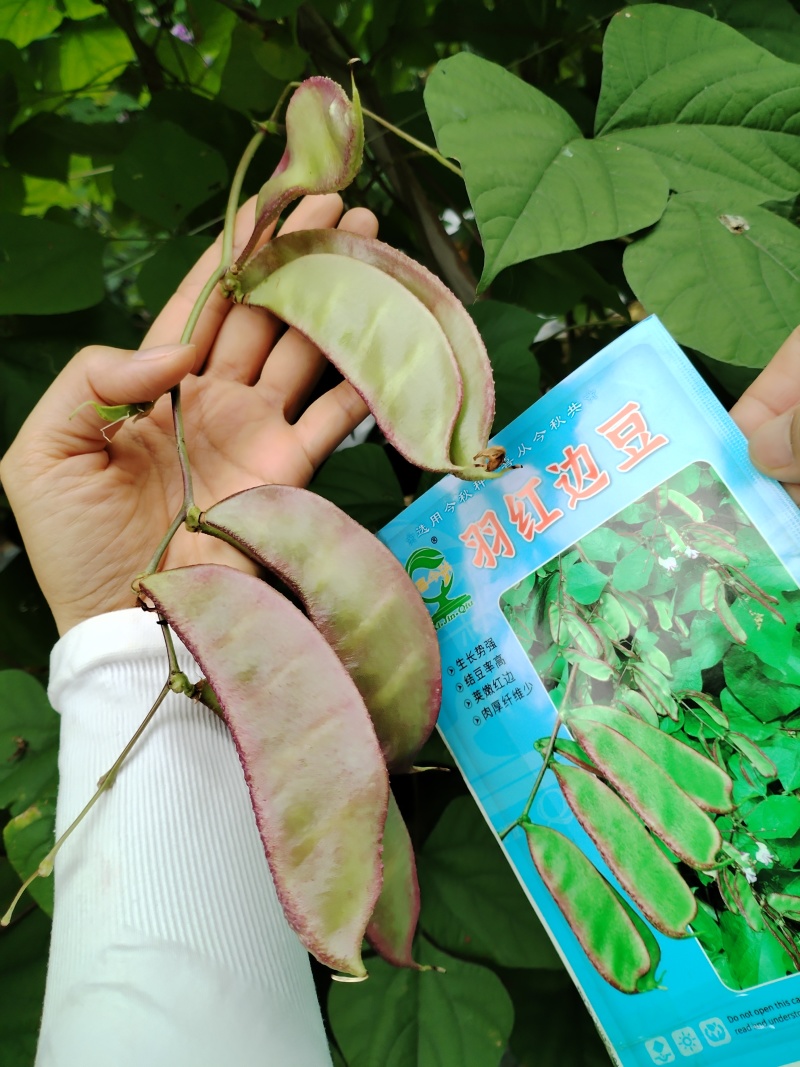 红羽边豆早熟食荚型扁豆呈紫红色肉厚纤维少口感软糯采收期长