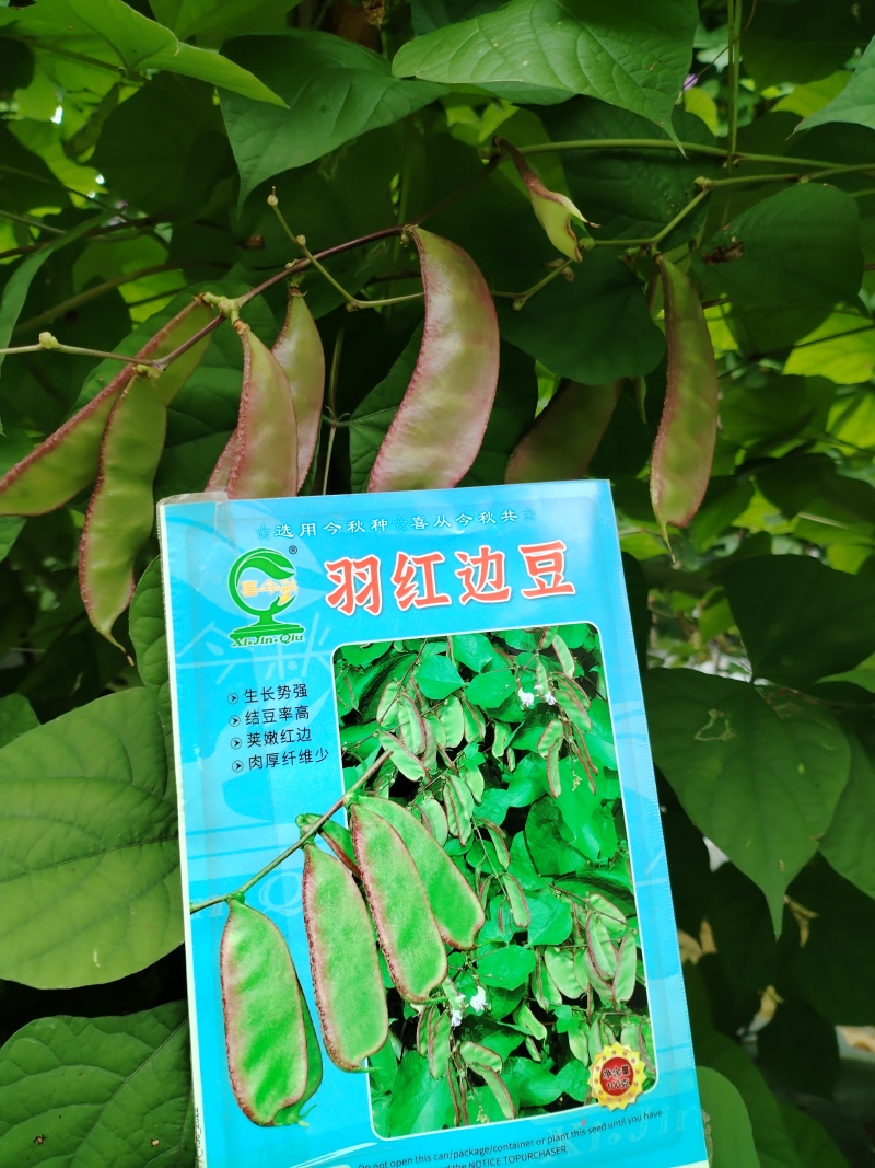 红羽边豆早熟食荚型扁豆呈紫红色肉厚纤维少口感软糯采收期长