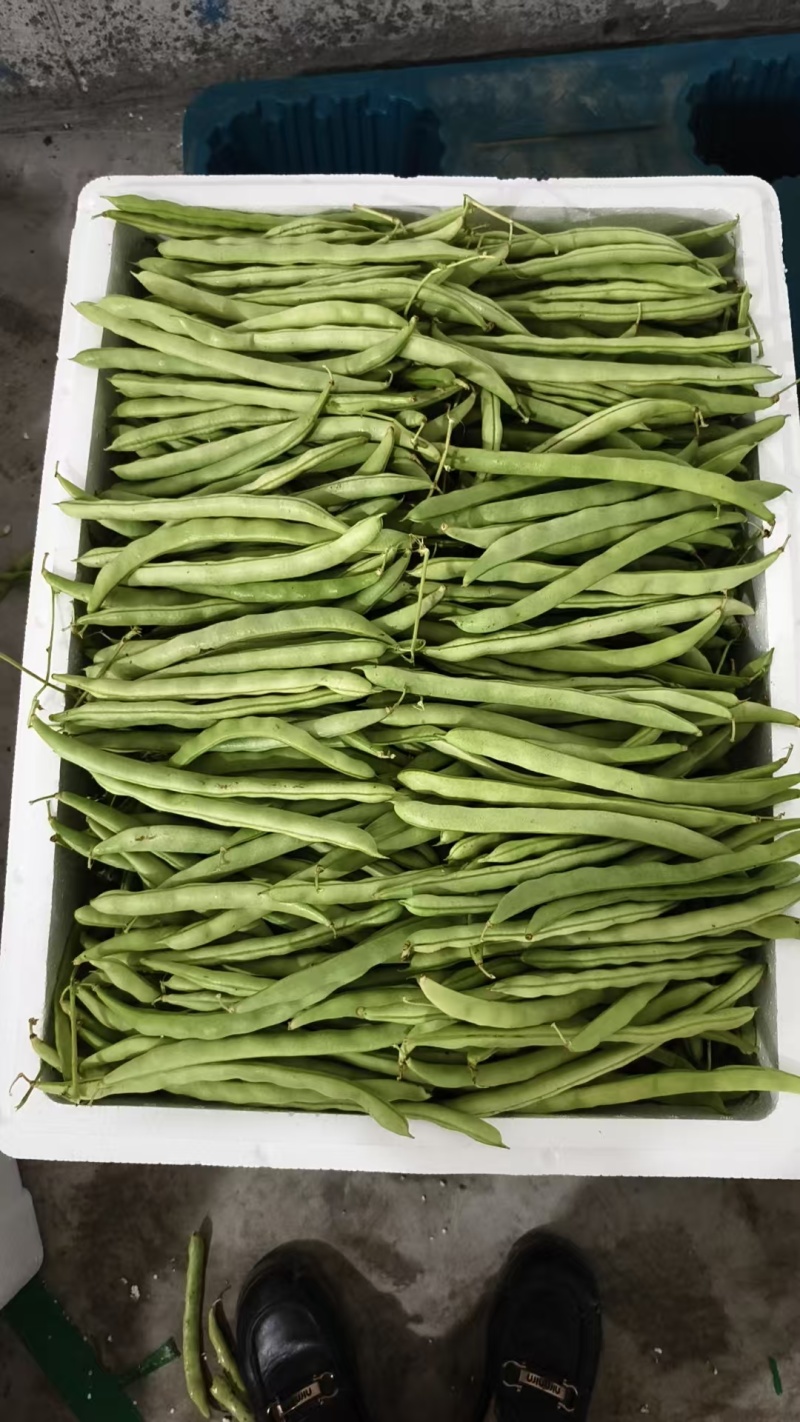 【新品上市】广西四季豆/精品四季豆/基地直发/视频看货
