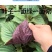 紫苏种子精选紫苏籽发芽率95以上过风过筛干净饱满