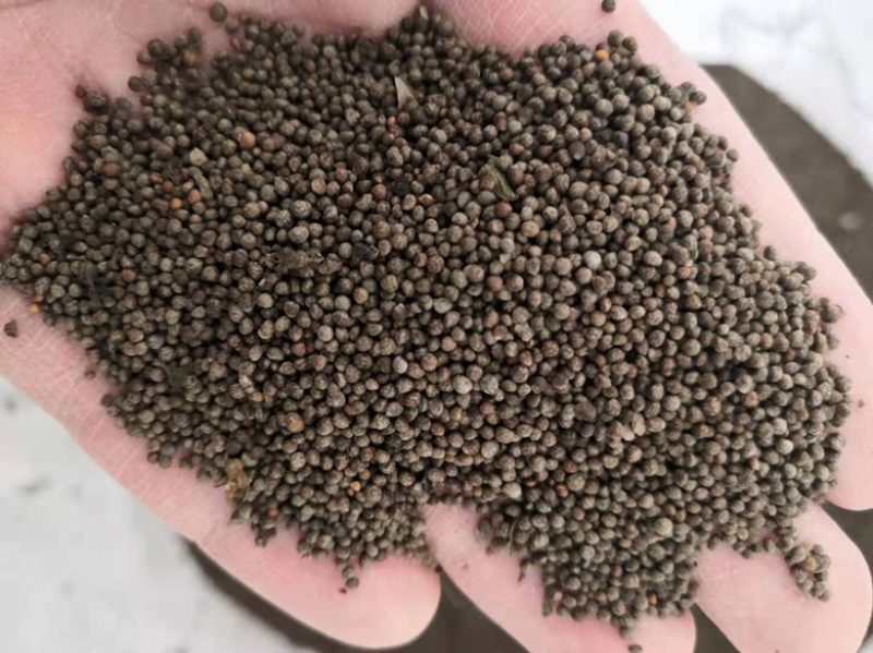 紫苏种子精选紫苏籽发芽率95以上过风过筛干净饱满