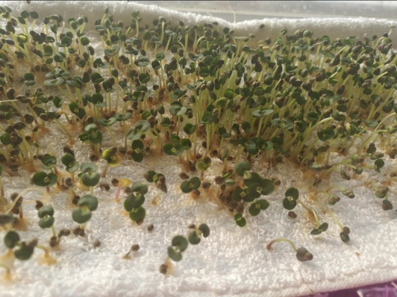 紫苏种子精选紫苏籽发芽率95以上过风过筛干净饱满