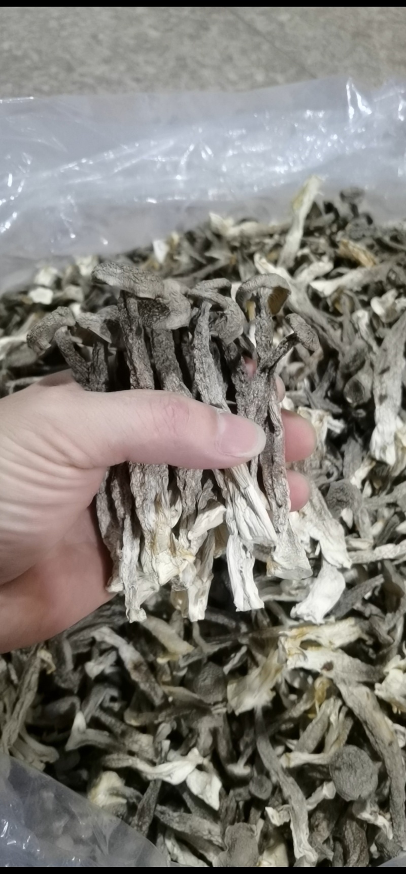 鹿茸菇大量现货厂家直销规格齐全全国发货欢迎合作