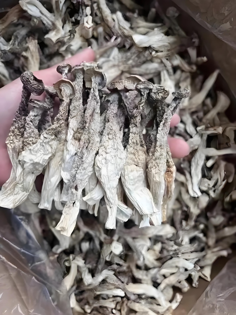 鹿茸菇大量现货厂家直销规格齐全全国发货欢迎合作