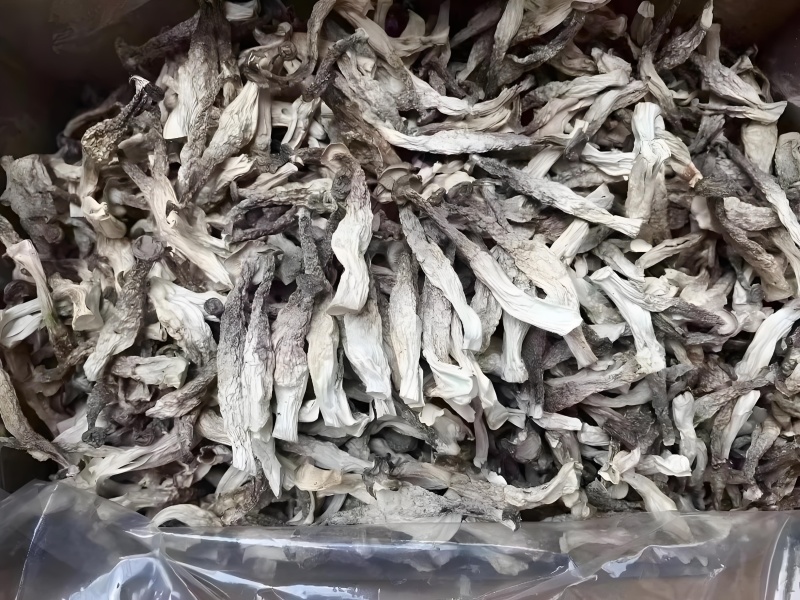 鹿茸菇大量现货厂家直销规格齐全全国发货欢迎合作
