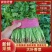 河南精品大叶香菜质量保证一手货源25-28公分手工好
