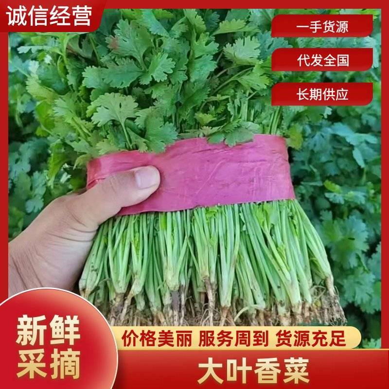 河南精品大叶香菜质量保证一手货源25-28公分手工好