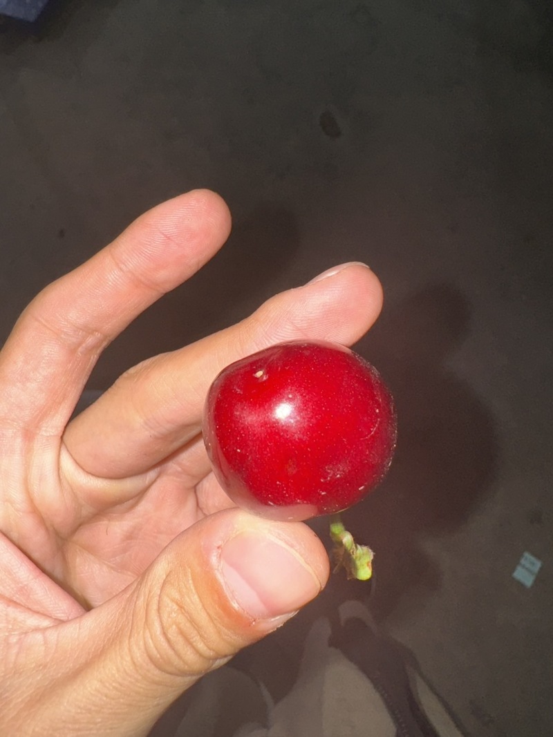 红灯樱桃基地直发对接电商市场商超保质保量走货中