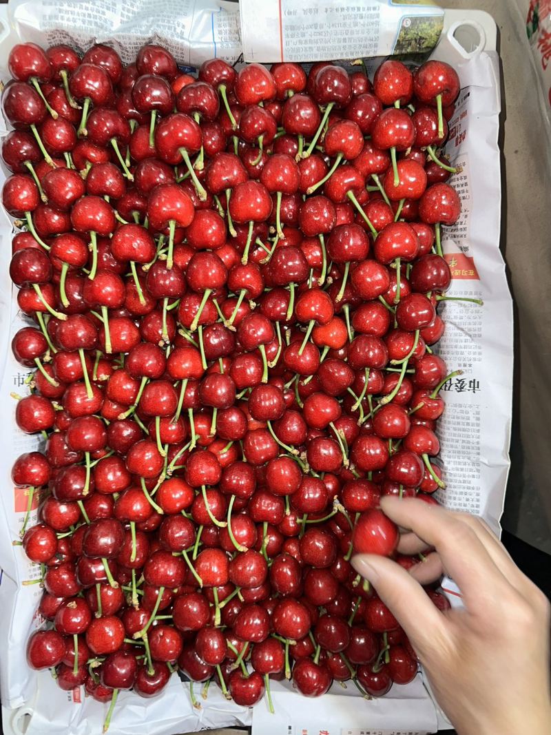 精品红灯樱桃基地直发一手货源保质保量欢迎致电合作