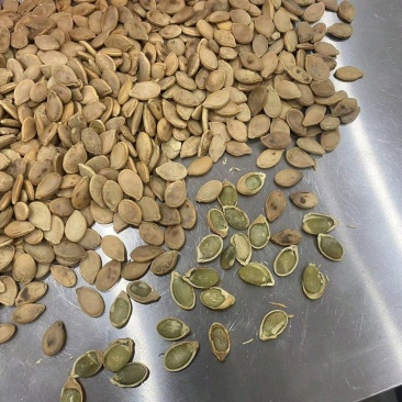 【牛商推荐】精品南瓜子货源充足自然晾晒品质上等