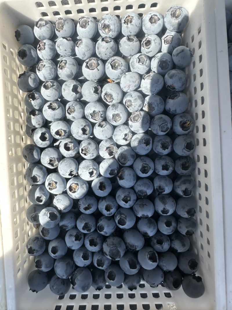 山东L25花香蓝莓质量保证量大从优对接全国诚信经营
