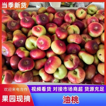 大棚明月油蟠桃，纽扣油蟠桃，油蟠桃，大量有货有意联系