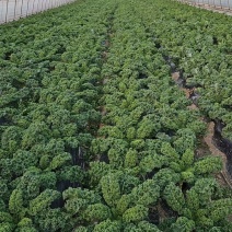 青海基地羽衣甘蓝冬宝，新鲜羽衣甘蓝大量上市，有幼苗有种子