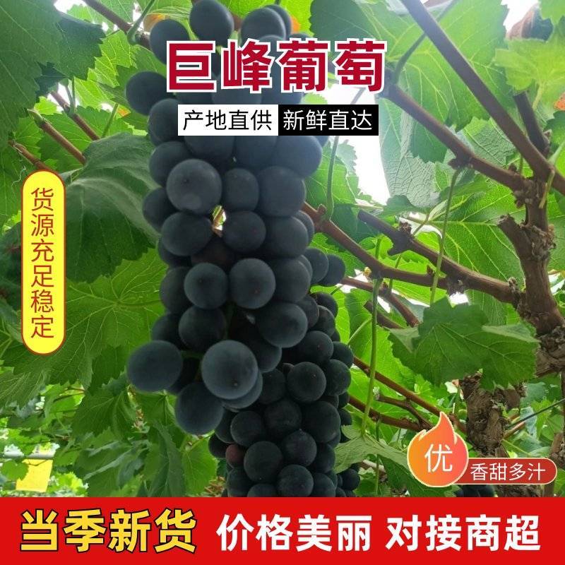 新鲜大棚巨峰葡萄大量上市品质优良全国供应欢迎来电