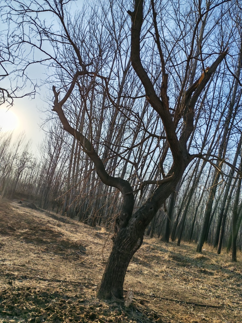 七八十年的桑树