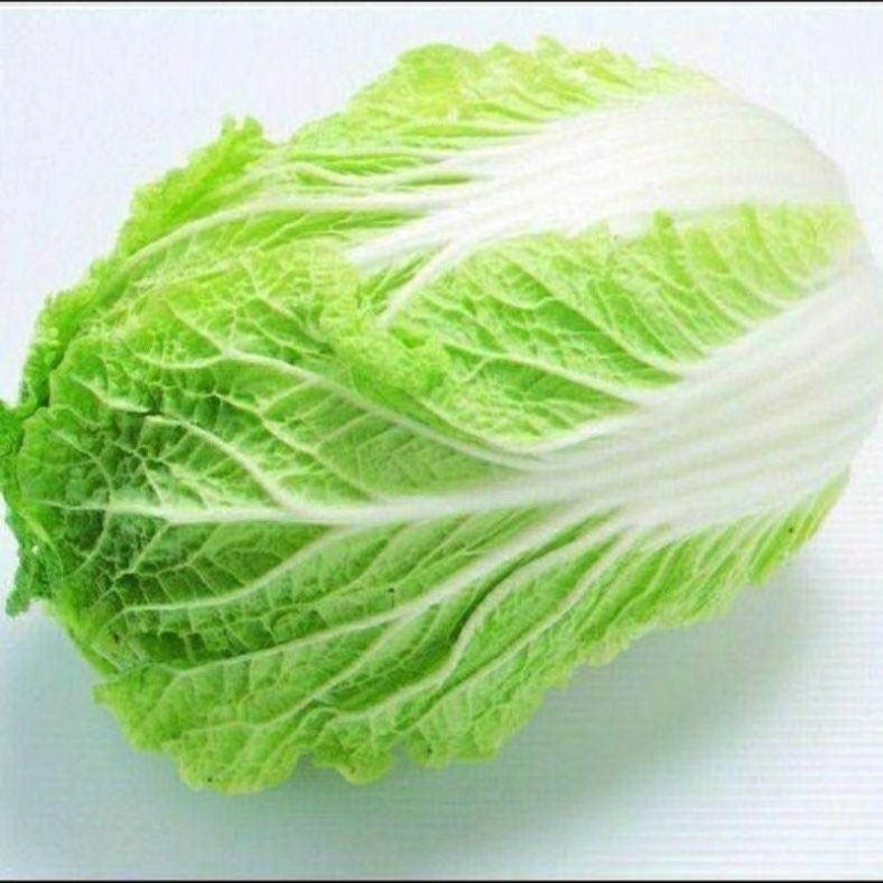 山东精品黄心大白菜无烧边无烂心大量供应