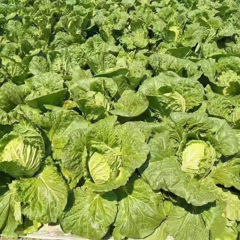 山东精品黄心大白菜无烧边无烂心大量供应