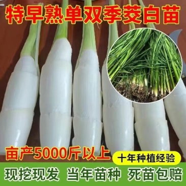 【茭白苗】浙茭8号美人茭北京茭基地直发！