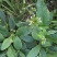 潮汕野生新鲜现挖白花地胆头（全草）
